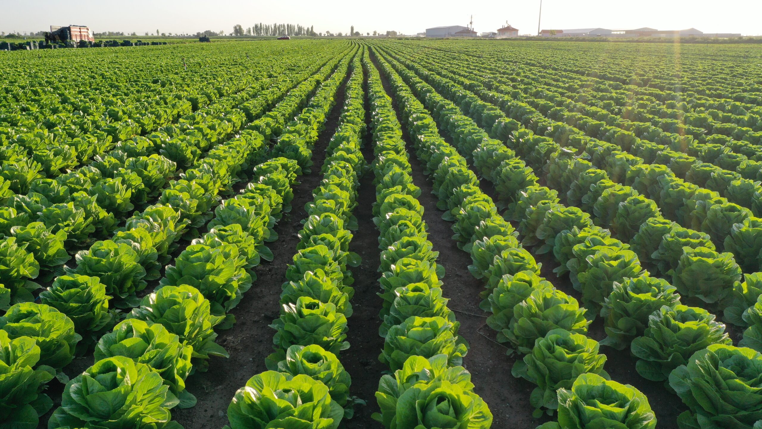 Lettuce garden in field.  Vegetable garden. Growing lettuce.